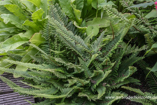 Flacher Filigranfarn 'Proliferum Herrenhausen'