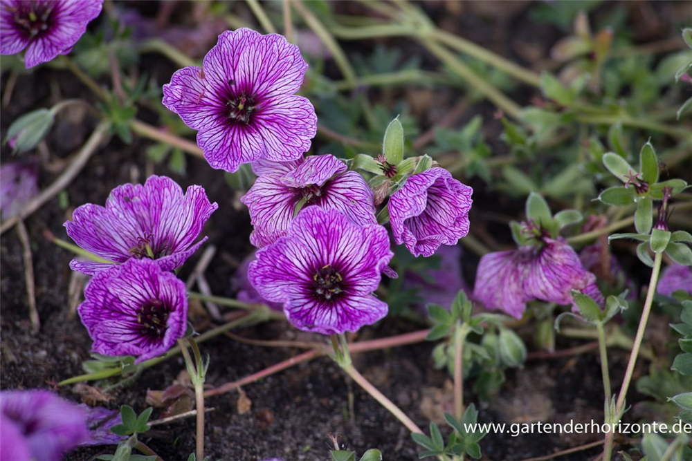 Geranium cinereum 'Laurence Flatman'