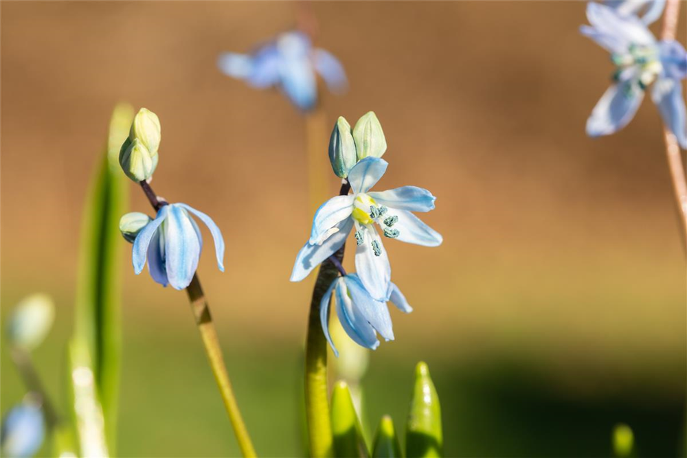 Sibirischer Blaustern - 10 Blumenzwiebeln