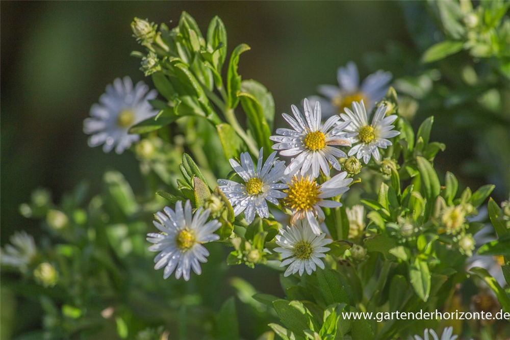 Wild-Aster 'Ashvi'
