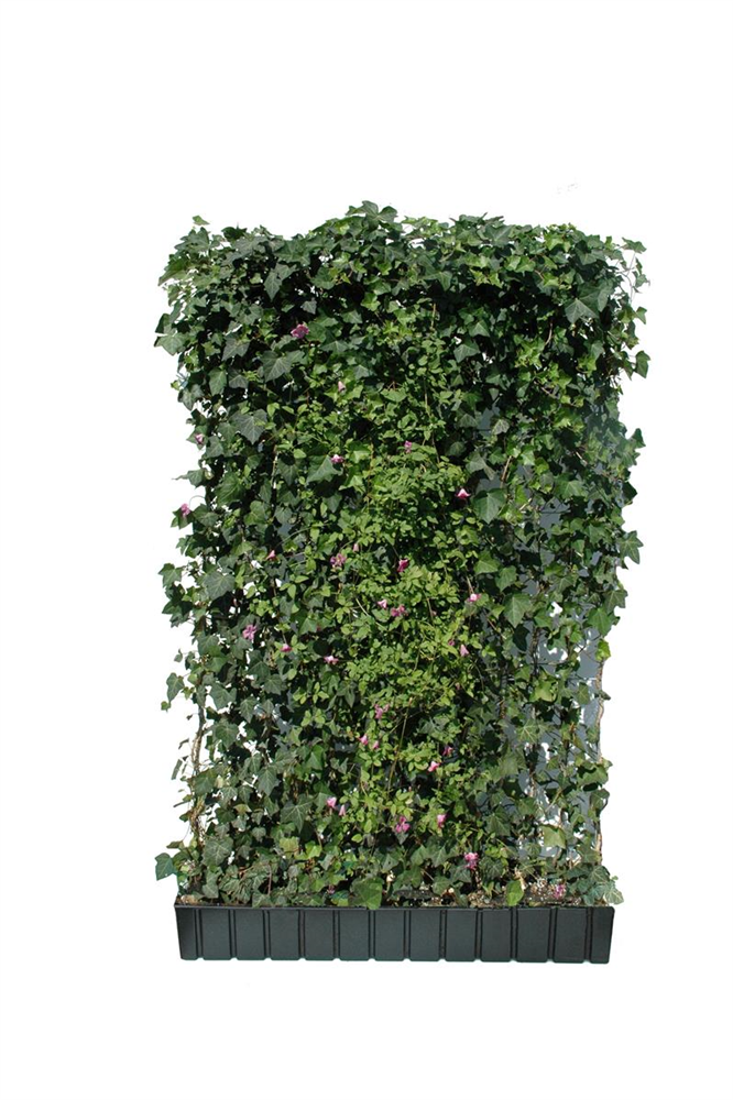 Hedera helix 'Woerneri' mit Clematis