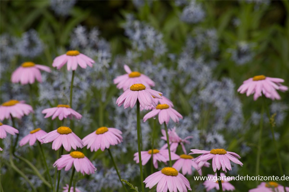 Bunte Garten-Margerite 'Robinsons Rosa'