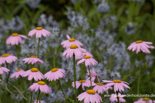 Bunte Garten-Margerite 'Robinsons Rosa'