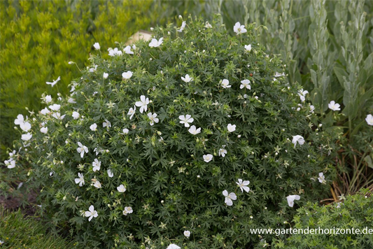 Garten-Schnee-Storchschnabel 'Album'