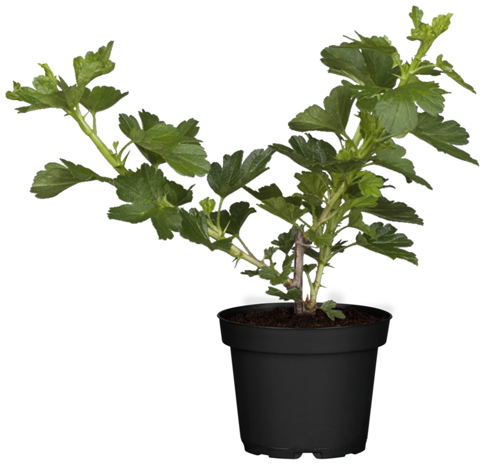 Stachelbeere 'Hinnonmäki'
