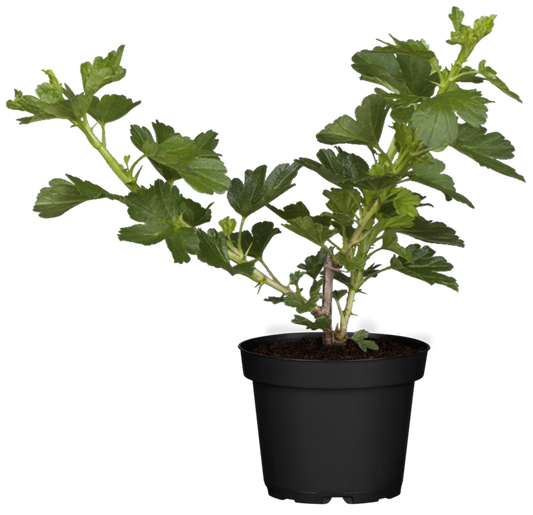 Stachelbeere 'Hinnonmäki'