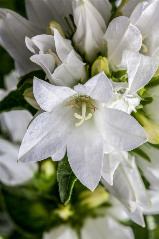 Campanula glomerata 'Alba'