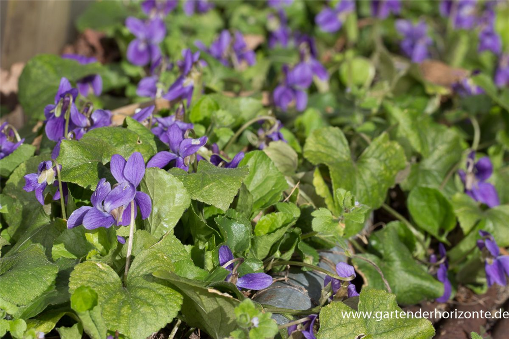 Garten-Duft-Veilchen 'Königin Charlotte'