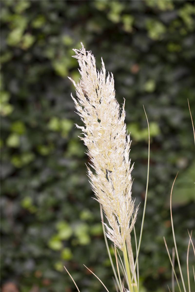 Cortaderia selloana 'Weiße Feder'