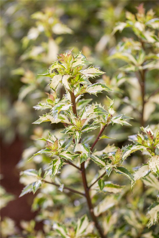 Stechpalme 'White Cream'