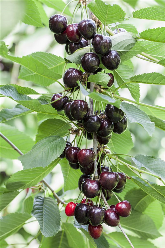 Süßkirsche 'Kordia'®