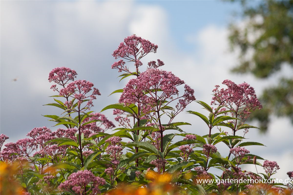 Großer Garten-Wasserdost 'Riesenschirm'