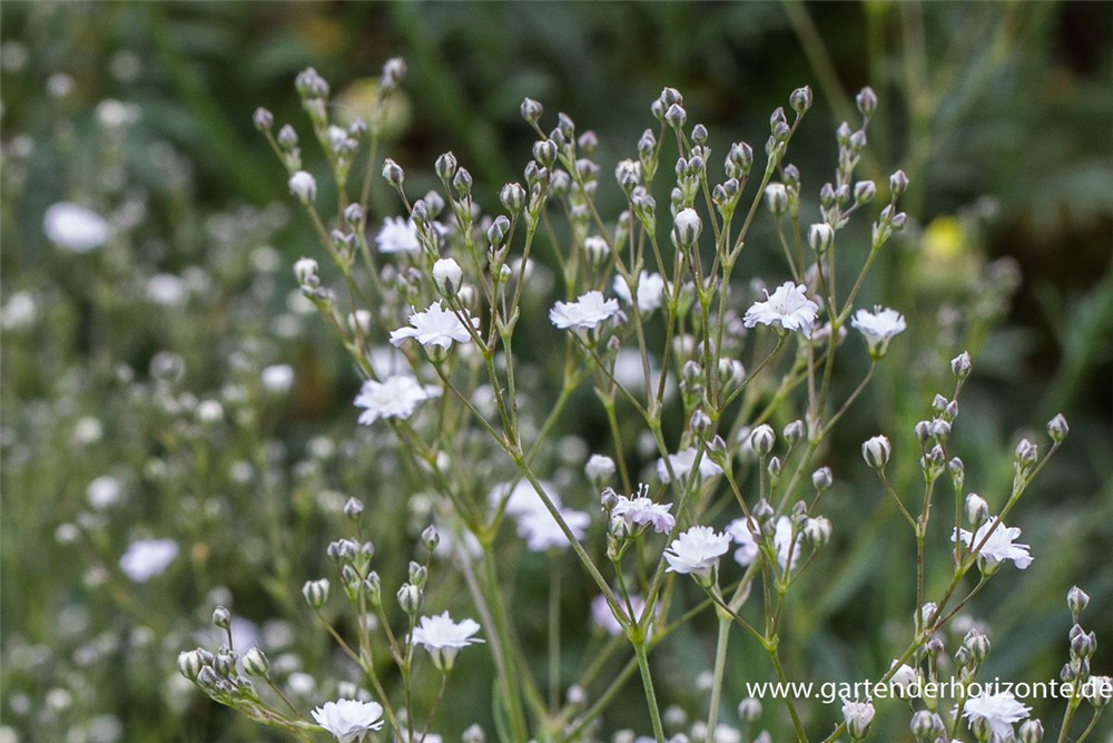 Gypsophila repens 'Compacta Plena'