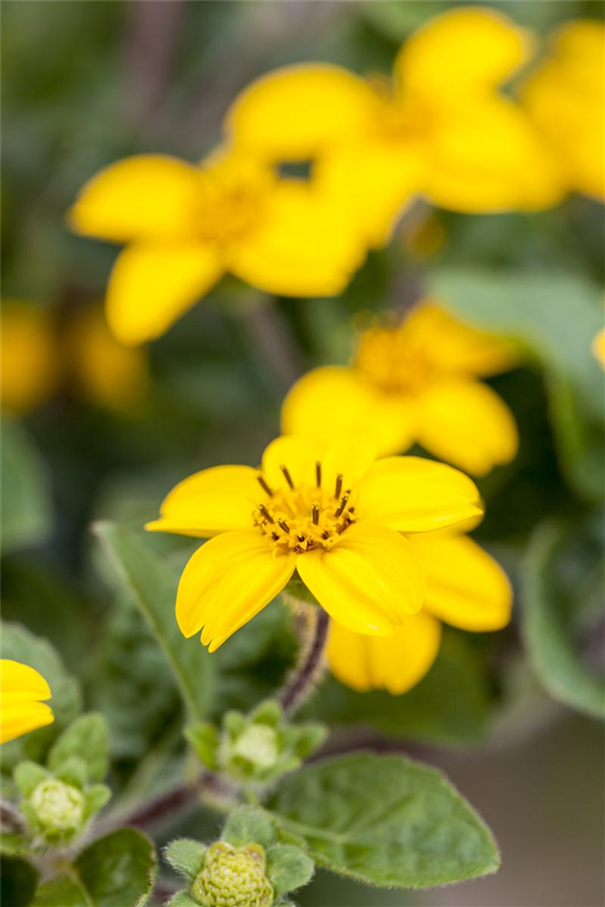 Chrysogonum virginianum 'Andre Viette'