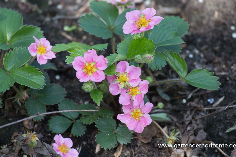 Garten-Zier-Erdbeere 'Pink Panda'®