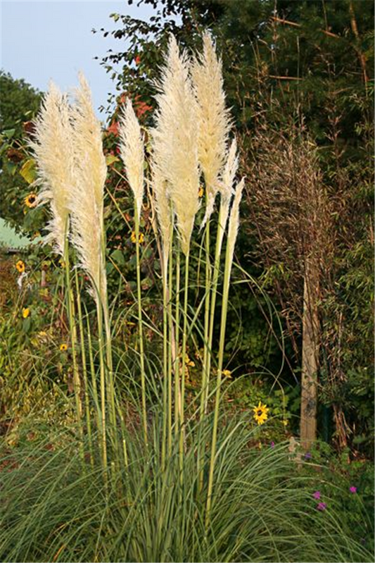 Cortaderia selloana 'Weiße Feder'