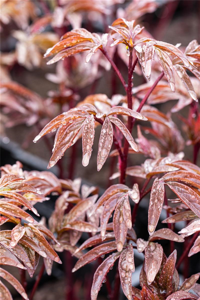 Garten-Pfingstrose 'Karl Rosenfield'