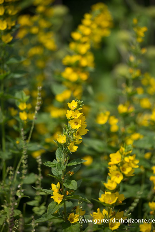 Gepunkteter Gilbweiderich