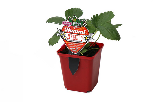 Hummi ® Meraldo, 6er Set