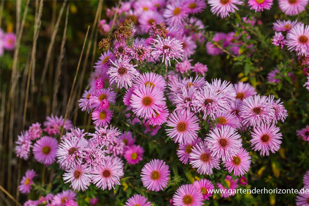Kissen-Aster