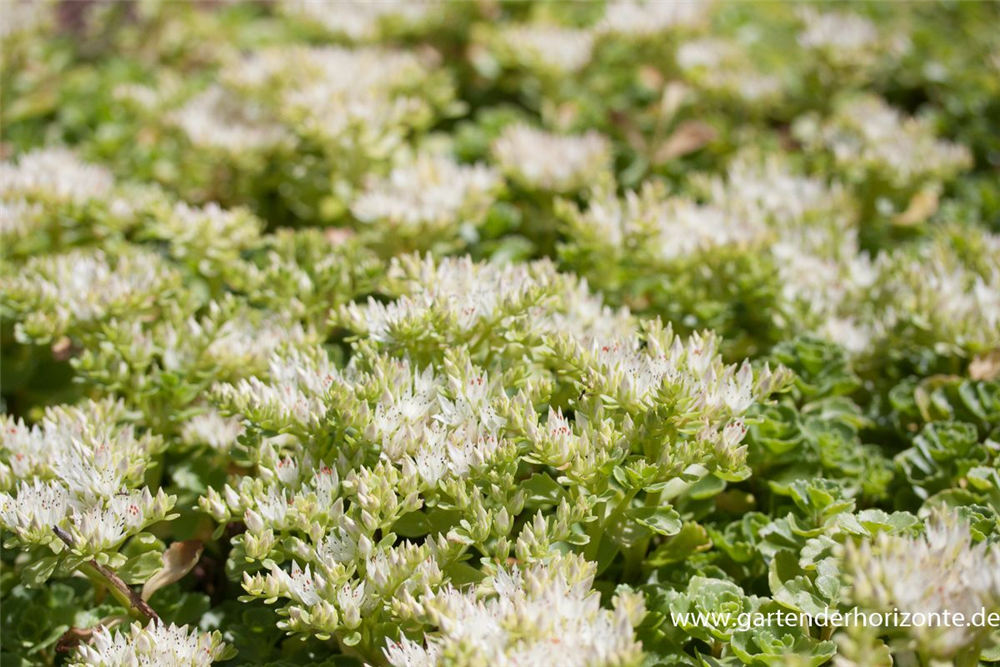 Garten-Teppich-Fettblatt 'Album Superbum'