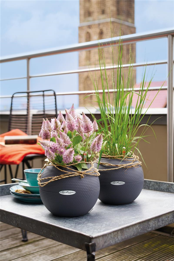 LECHUZA PURO Color 20