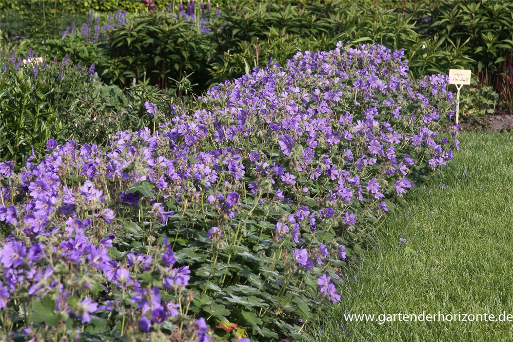 Garten-Storchschnabel 'Philippe Vapelle'