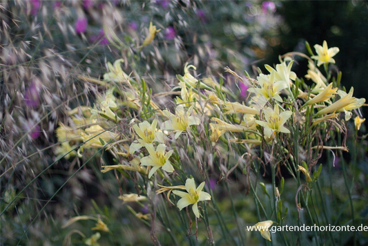 Hemerocallis citrina