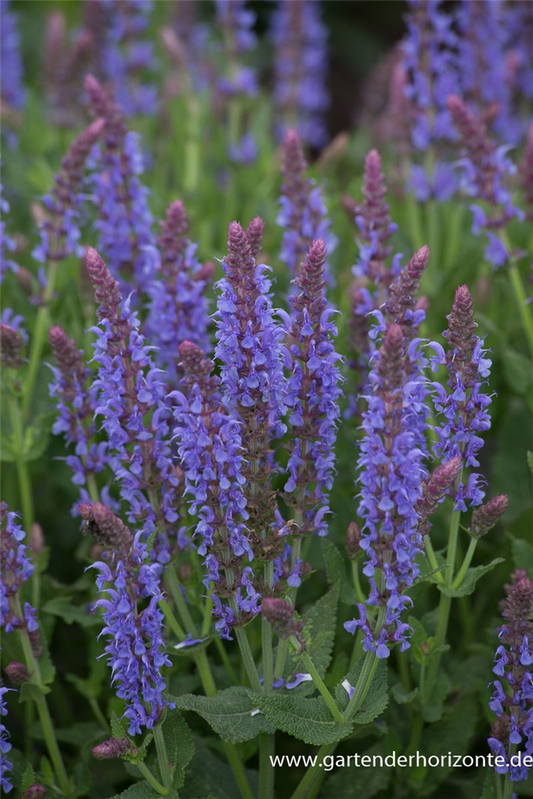 Garten-Blüten-Salbei 'Blauhügel'