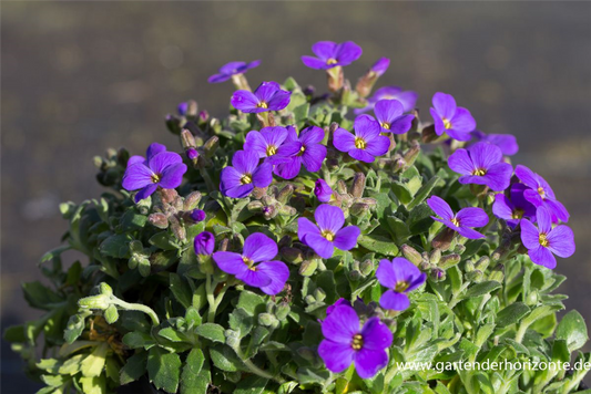 Aubrieta x cult.'Blaumeise'