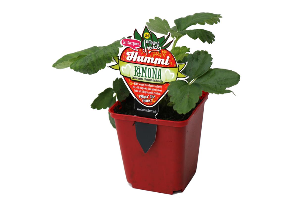 Hummi ® Rimona, 6er Set