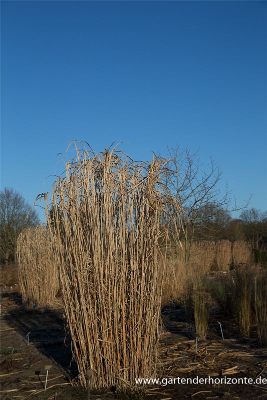 Hohes Garten-Chinaschilf 'Aksel Olsen'