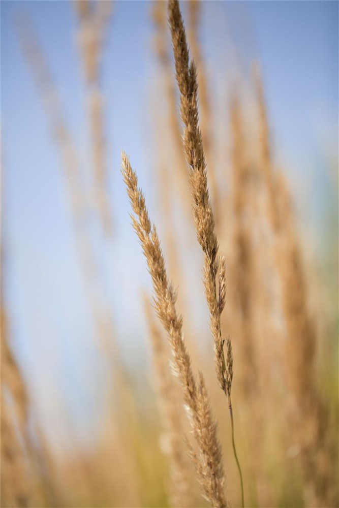 Calamagrostis x acutiflora 'Karl Foerster'