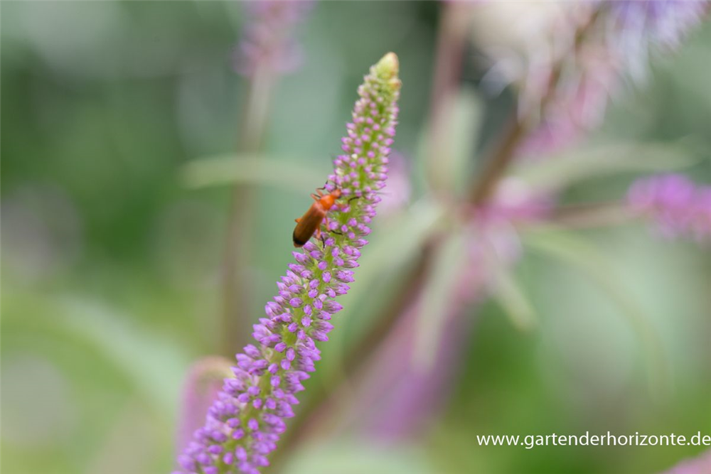 Garten-Kandelaberehrenpreis 'Fascination'