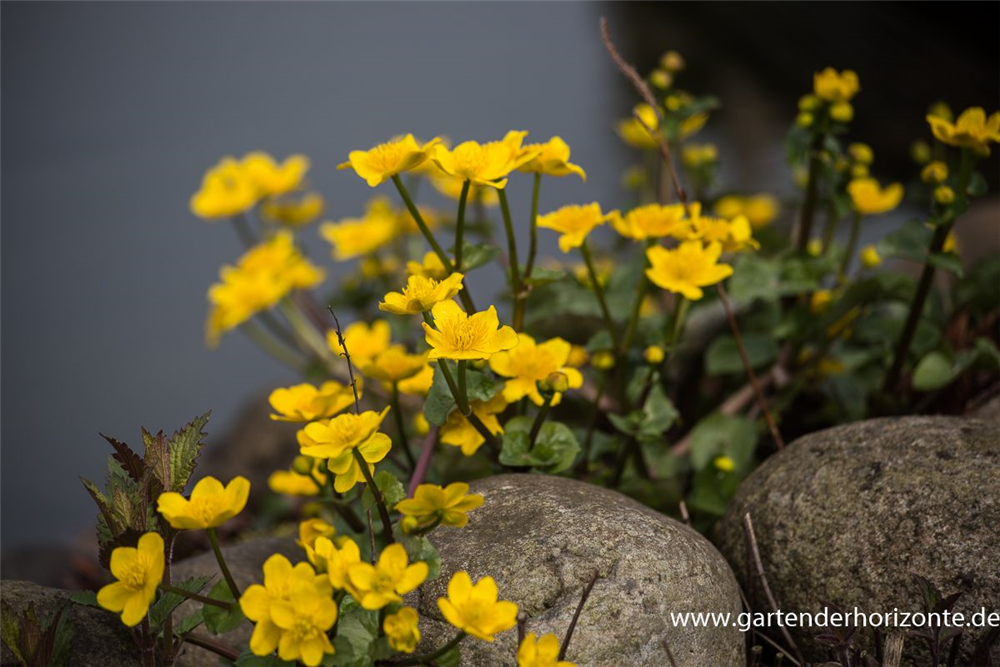 Caltha palustris