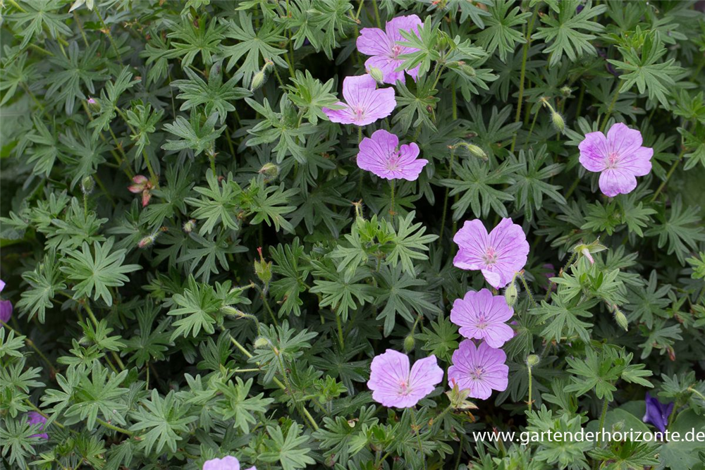 Blutroter Storchschnabel 'Glenluce'