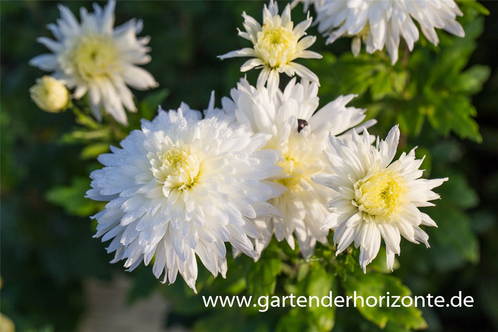 Chrysanthemum x hort.'Larry'