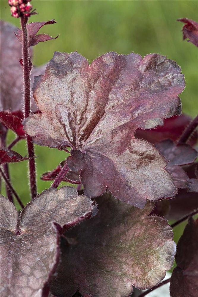 Garten-Silberglöckchen 'Melting Fire'