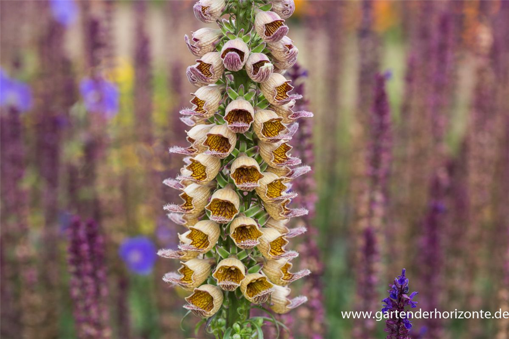 Garten-Fingerhut 'Gelber Herold'