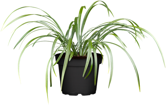 Garten-Glöckchentraube 'Moneymaker'