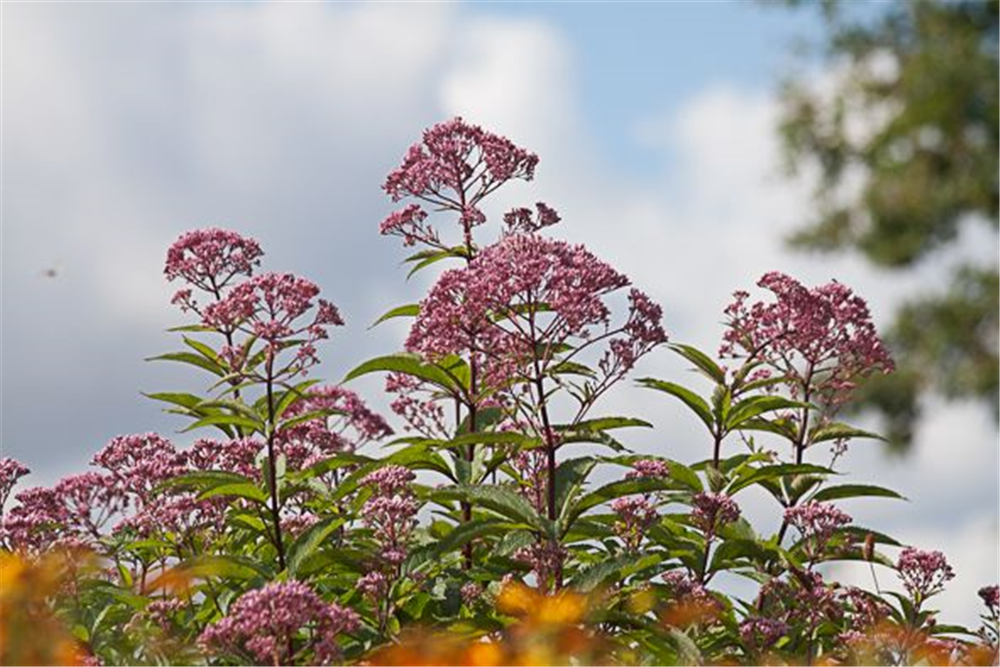 Eupatorium fistulosum 'Atropurpur.', gen.