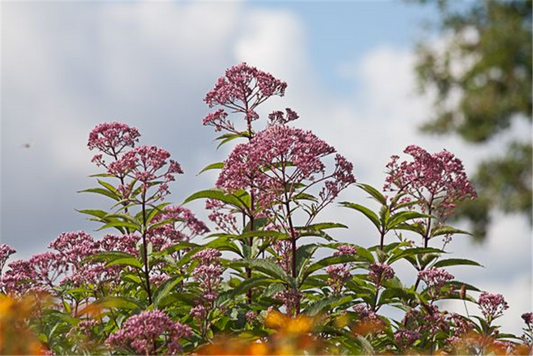 Eupatorium fistulosum 'Atropurpur.', gen.