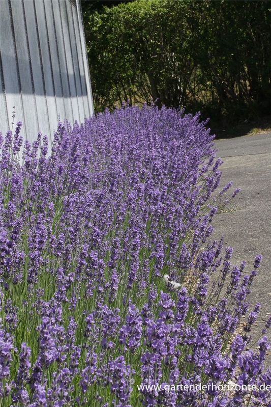 Lavandula angustifolia 'Dwarf Blue'
