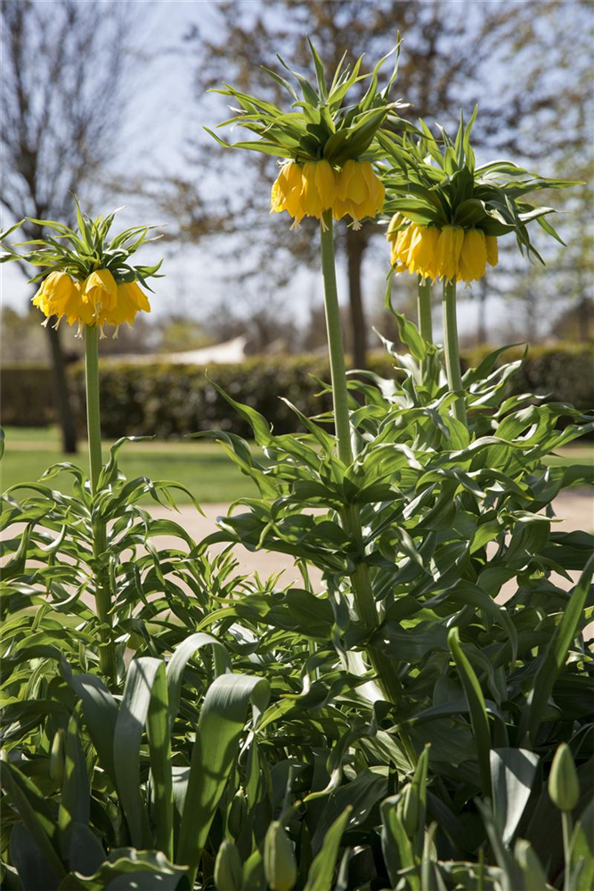 Kaiserkrone 'Lutea' - Blumenzwiebel