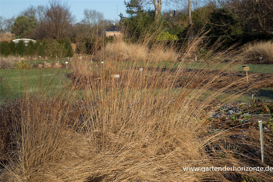 Verschiedenschuppiges Tropfengras