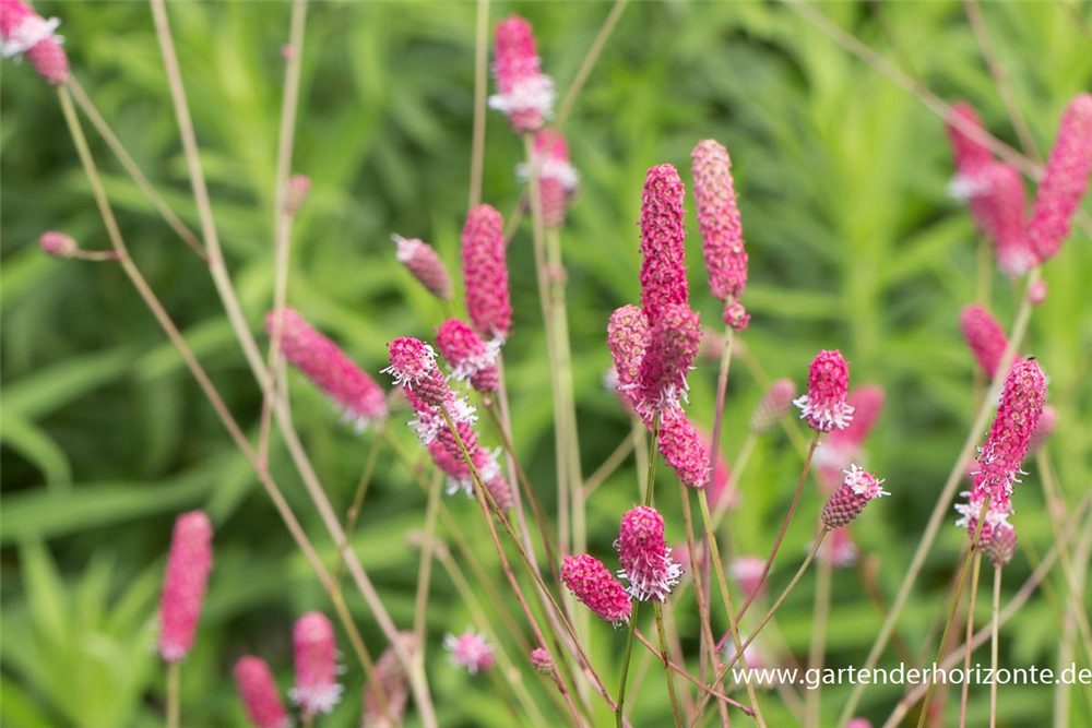 Garten-Wiesenknopf 'Pink Tanna'