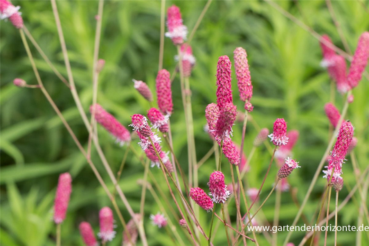 Garten-Wiesenknopf 'Pink Tanna'