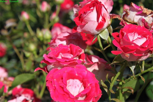 Beetrose 'Schöne Koblenzerin'®