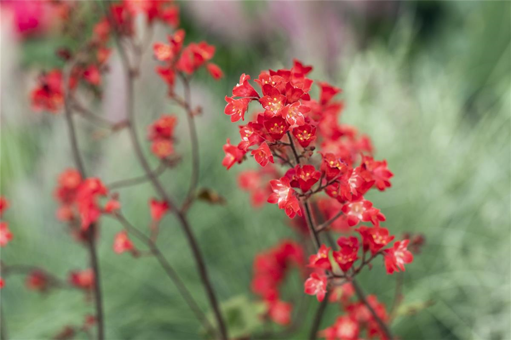 Heuchera sanguinea 'Ruby Bells'