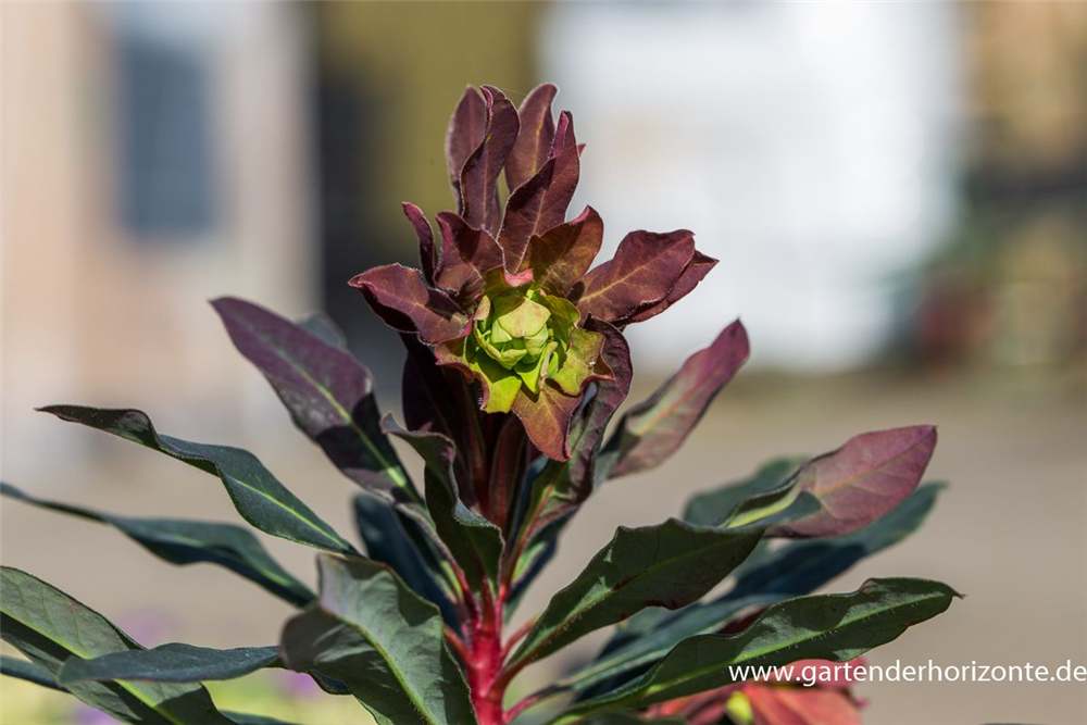 Mandelblättrige Garten-Wolfsmilch 'Purpurea'